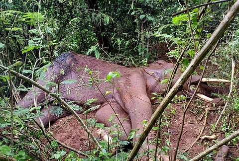 Apart from foot injury, the animal was already carrying gore injuries in two places.