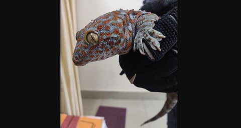The retrieved Asian 'Tokay Gecko'.