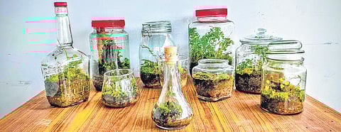 Terrariums