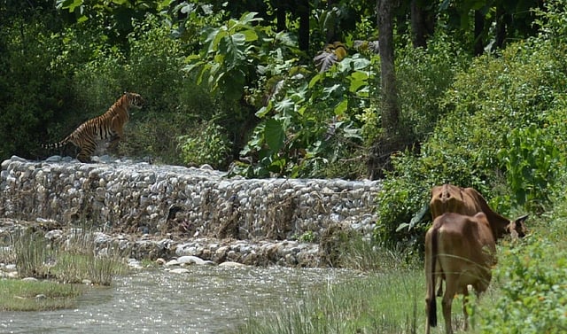The tigress has been spotted by locals in and around CTR and has accounted for at least six killings in the last few months. She has three cubs. (Photo | Mukesh Yadav)