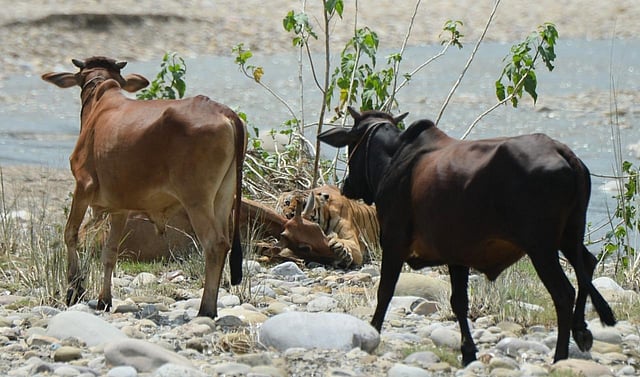 'Wildlife photography by such enthusiasts create an evidence on record which is a good thing. What we need to do is put measures in place to conserve the wildlife,' said a highly-placed official. (Photo | Mukesh Yadav)