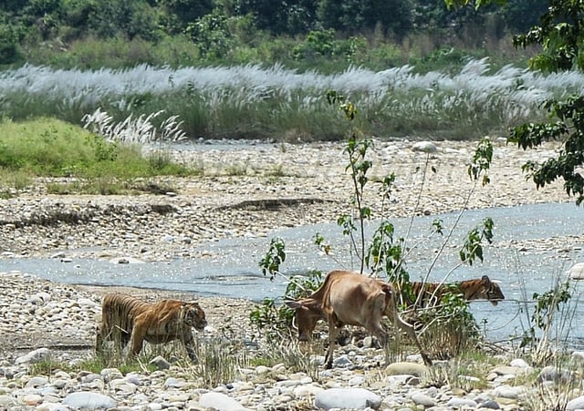The pictures were captured by Mukesh Yadav, a social entrepreneur and wildlife photographer involved in organic farming of medicinal plants and many other activities in Ramnagar, near the Corbett Tiger Reserve. (Photo | Mukesh Yadav)