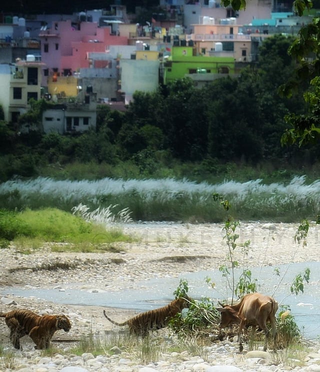 'It was a surprise for us to see the tigress come out for her kill at around 11 am so openly. Generally, the big cats are shy and don't come out from their habitat like this,' wildlife photographer Mukesh Yadav said, also adding that experts should take note of such behavior. (Photo | Mukesh Yadav)