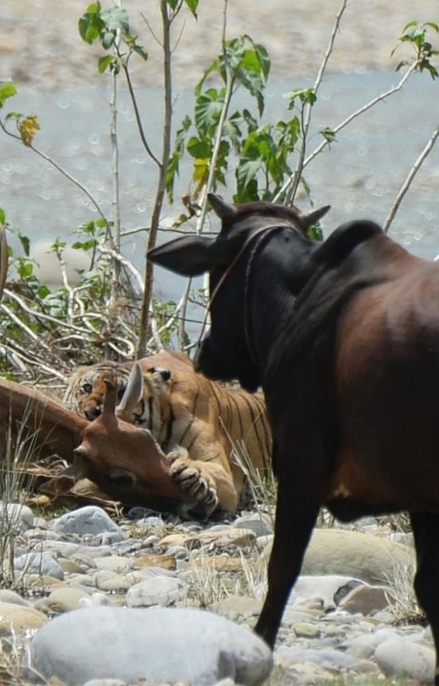 However, since then, concerns have also been raised about the  concerns regarding change of behaviour in big cats. (Photo | Mukesh Yadav)