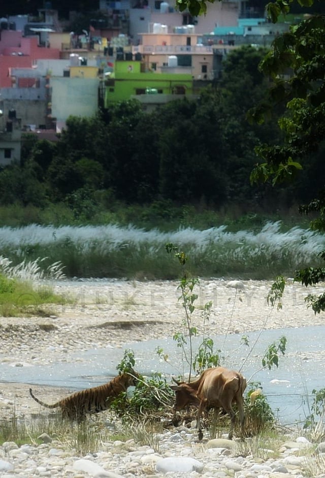 AG Ansari, a wildlife enthusiast and conservationist, said that while wildlife photography should be encouraged, caution should also be exercised so as to not give away the location of these animals as poaching remains a major concern and threat to tiger population there. (Photo | Mukesh Yadav)