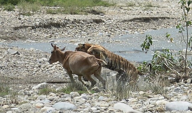 Meanwhile, senior officials from the state forest department said that restrictions on such activities will not help. (Photo | Mukesh Yadav)