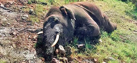 The young elephant which was killed by a tiger