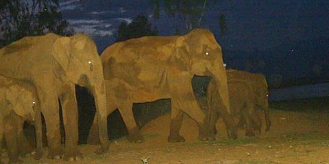 ‘Elephants camping in Pethikuttai monitored’