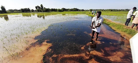 The crude oil spilled from a leaking ONGC into a samba paddy field at Eru Kattur village near Tiruvarur. Express Photo