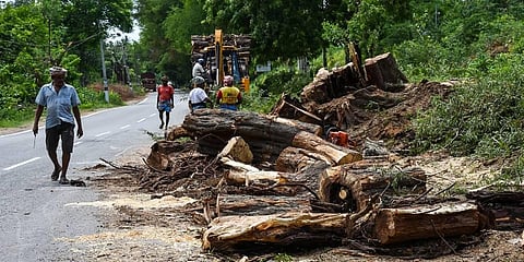 139 trees to be chopped down for extension of Tiruchy-Karur road
