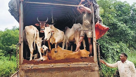 Sources said Das, along with three other locals, intercepted a cattle-laden lorry near Gandakhia Chowk on Thursday night