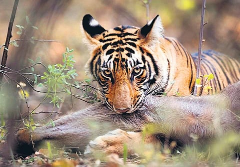 Arjun Anand’s new book on his muse, T-104 or formerly fondly called Hamir by locals