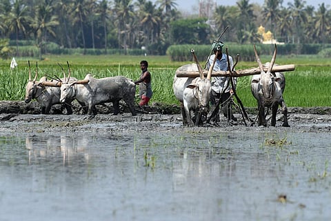 Representational image. (Photo | Express)