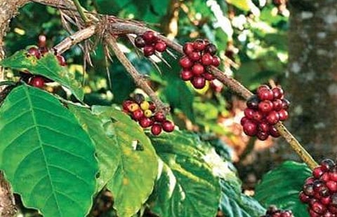 Brew and biodiversity: Over to small coffee farmers