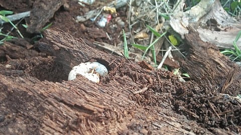 A Rhinoceros Beetle larvae infesting in the debris of a coconut tree which was fell by Gaja Cyclone. (Photo | EPS)