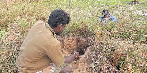 Extractions are often done in intervals to allow snakes to regenerate the venom | GNANESWAR Ch, ARUL V, ELLIOT