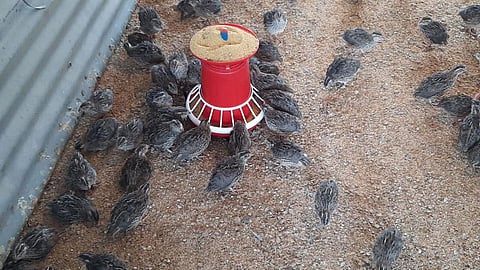 Japanese Quail birds, being raised at the Open Air Jail in Cherlapally, are  a rich source of protein and boost immunity. (Photo | Express)