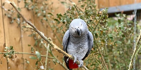 An African grey parrot at Lincolnshire Wildlife Centre in Friskney, England. (Photo | AP)