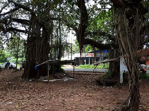 Most of the trees (39%) are raintrees, while 9% of them are banyan and peepul or sacred fig trees, and 9% are mango trees