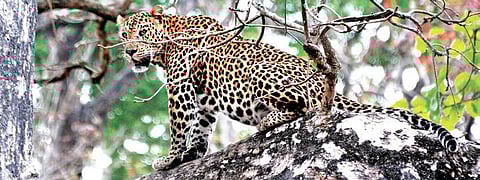 Image of a leopard used for representational purpose. (File photo| Udayshankar S, EPS)