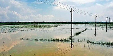 Flooded agriculture fields in Jagatsinghpur district. (Photo | EPS)