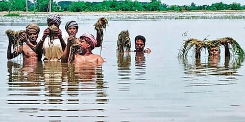 Farmers show rotten paddy saplings in flood-hit Gobindapur village of Kendrapara district. (Photo | EPS)