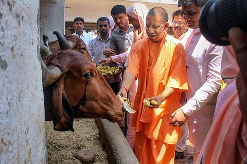 CM Yogi Adityanath feeding a cow. (File Photo | PTI)