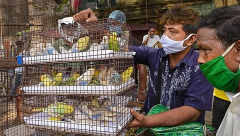 People buy pet birds from Galiff street pet market after it-reopened during Unlock 4 amid the ongoing coronavirus pandemic in Kolkata Sunday (Photo | PTI)