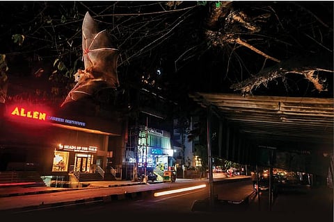 The award-winning photo capturing  a Greater  Short-nosed Fruit Bat in Bengaluru.
