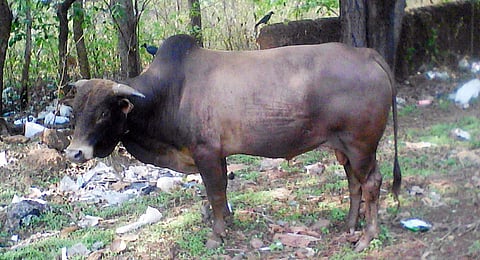 It all started with a dog biting the bull.