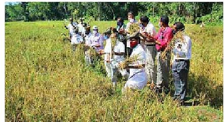 Paddy being harvested under the Harithalayam project on Kerala University’s Kariyavattom campus on Tuesday | express