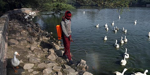 A DDA worker chemically disinfects the Sanjay Lake area in Trilokpuri in New Delhi. (Photo| Parveen Negi, EPS)