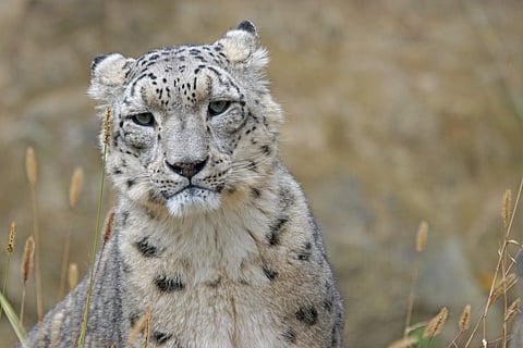 Image of snow leopard used for representational purpose only.