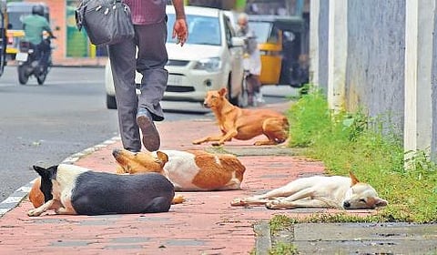 Stray dogs resting on the pathway.