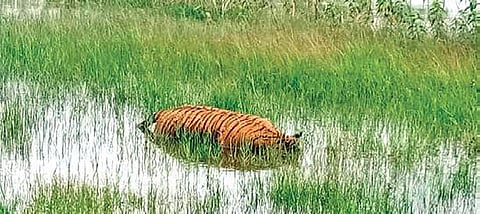 The fast drying-up waterholes have made the government set up solar pumps at 45 of the 365 tanks across the reservoir that would cater to the needs of the animals.
