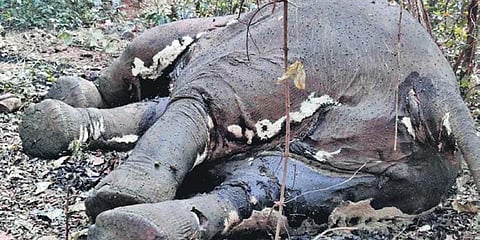 The carcass of an elephant with missing tusks in Kaptipada range. (Photo | EPS)