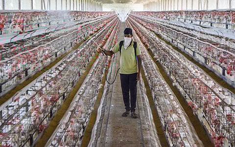 A worker sprays disinfectant inside a poultry farm as a precaution against bird flu in Karad Maharashtra Tuesday. (Photo | PTI)
