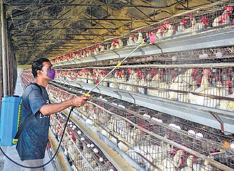 A worker spraying disinfectant inside a poultry farm as a precaution against bird flu at Karad in Maharashtra (Photo | PTI)