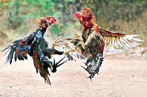 Representational image of a cockfight