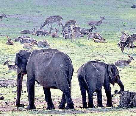 More forest officers may get phone-tapping rights