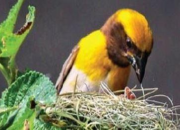 Bird census under way in Nagarahole