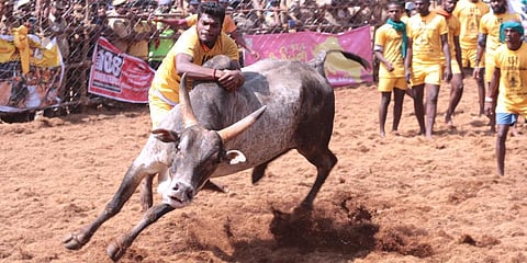 Palamedu Jallikattu (Photo | EPS)