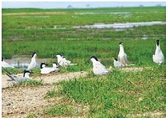 Seagrass plays a major role in oxygen production and absorption of carbon dioxide and acts as a purifier in aquatic ecology.