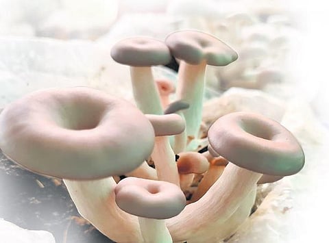 Mushrooming interest