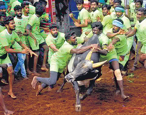 Fierce Jallikattu contests, traditionally held to test the guile of farm hands, were witnessed on Saturday at Palamedu and Alanganallur in Madurai district; even as the pandemic scare still looms over