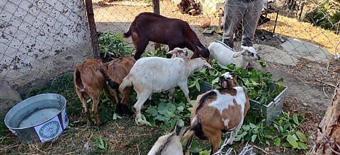 Goat and sheep reared under Bakraw scheme. (Photo | Express)