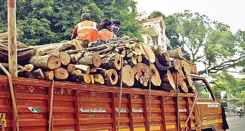 Save trees: Bengalureans’ protest takes root