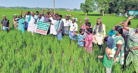 Farmers staging a protest inside a paddy field at Mullaikkudi village near Tirukkattupalli in Thanjavur district on Friday | Express
