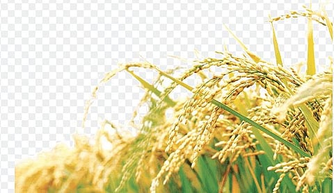 The system is expected to help in saving an estimated 60 million euros (Representational Image)