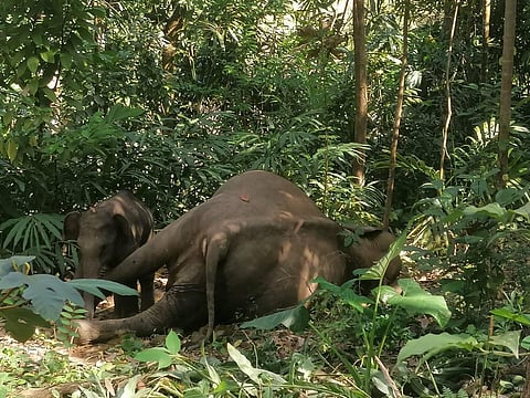 The officer said a post-mortem will be conducted to know the cause of death. (Photo | Express)